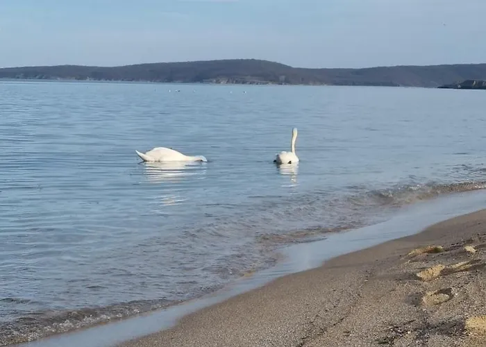 амира за гости - Amira Guest